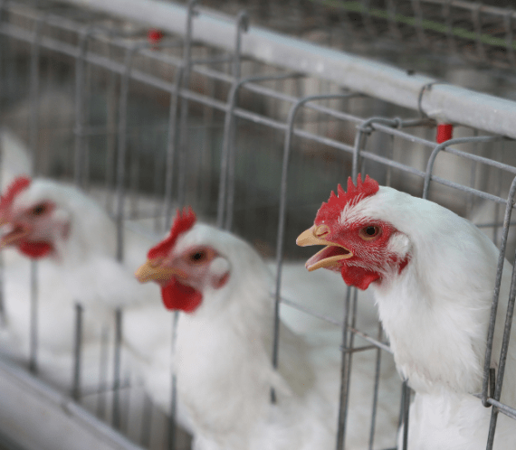 hens in the gi galvanized welded mesh cages