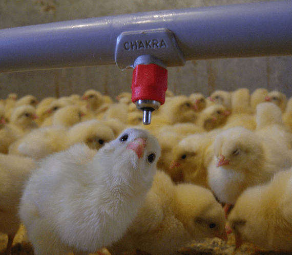 chick drinking water through nipple of floor watering system