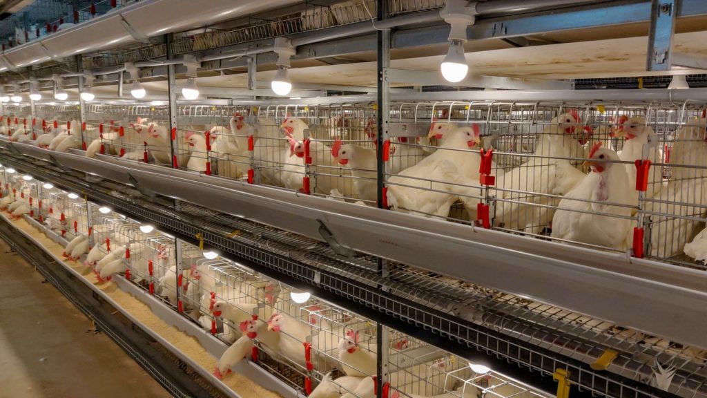 battery cage system of poultry