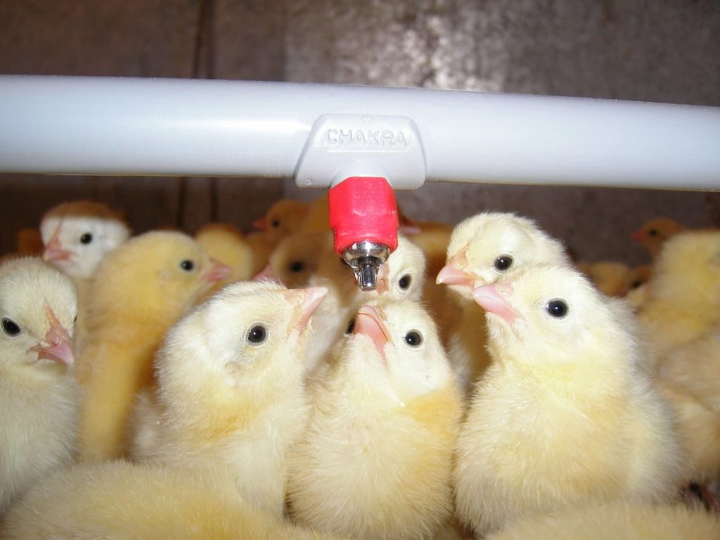 poultry floor drinking system