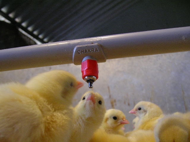 floor watering system for broiler chicken