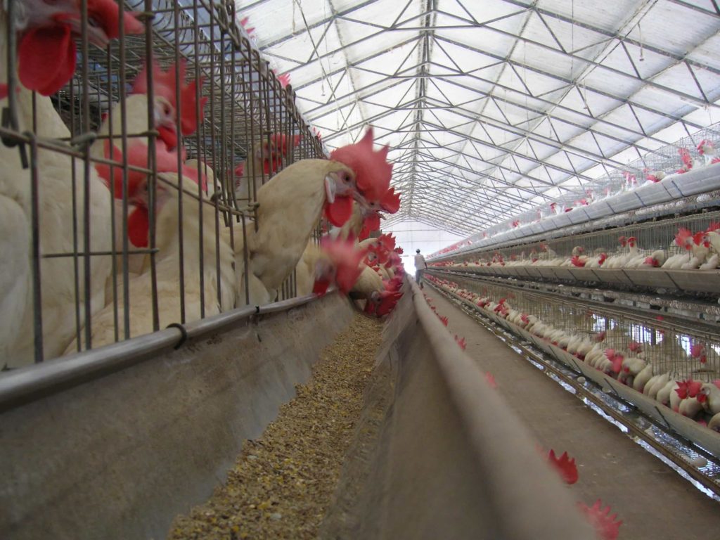 layer birds eating feed