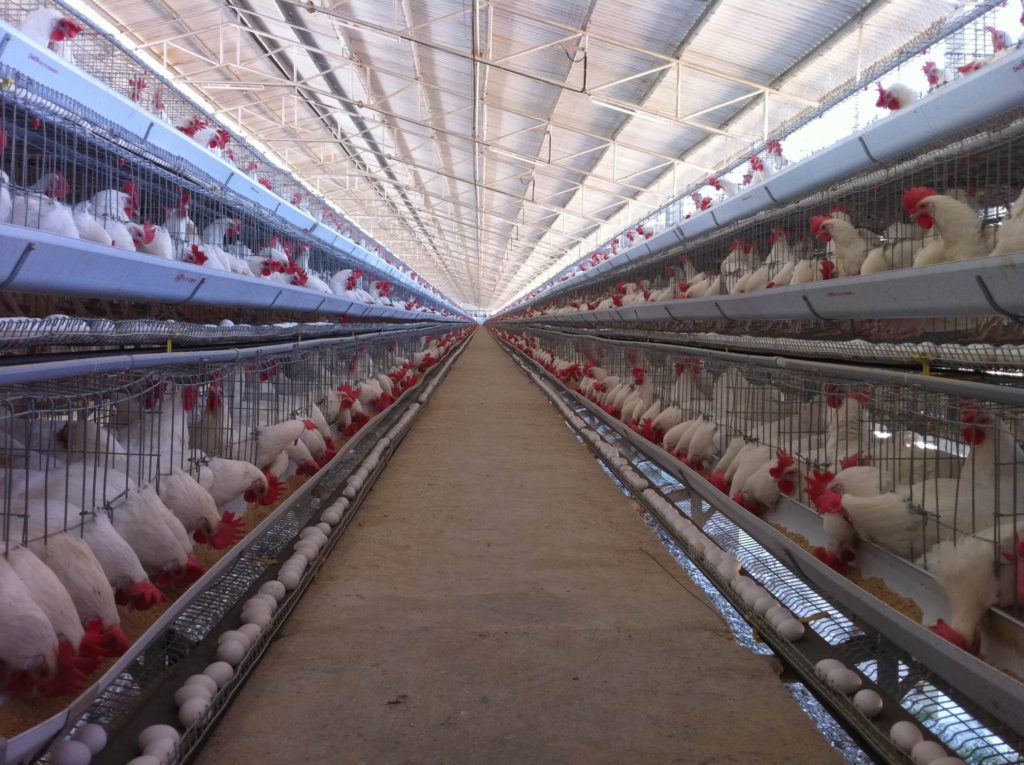 egg layer farm in India