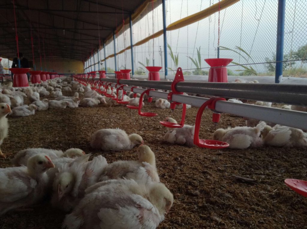 broiler chicks of floor watering system