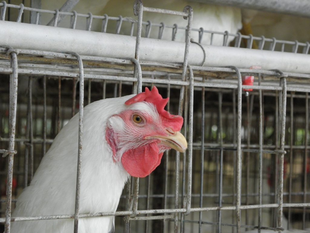 gi welded wire mesh in poultry cages