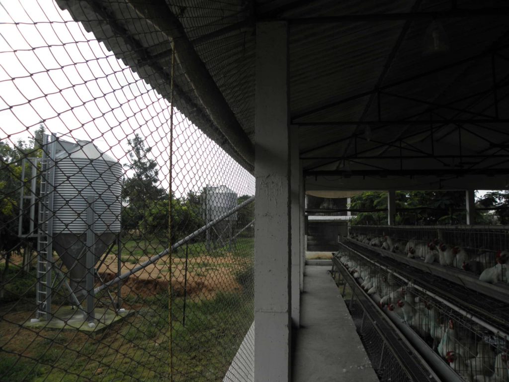 poultry chain link fencing