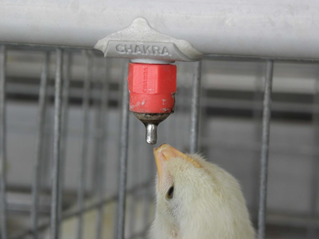 chick drinking water through poultry water distribution system through nipples