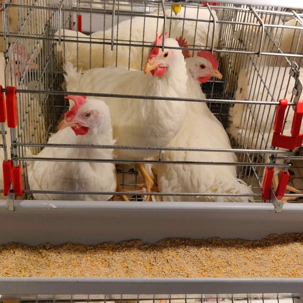 layer birds in battery cage/modular h frame cage in front of a feeder