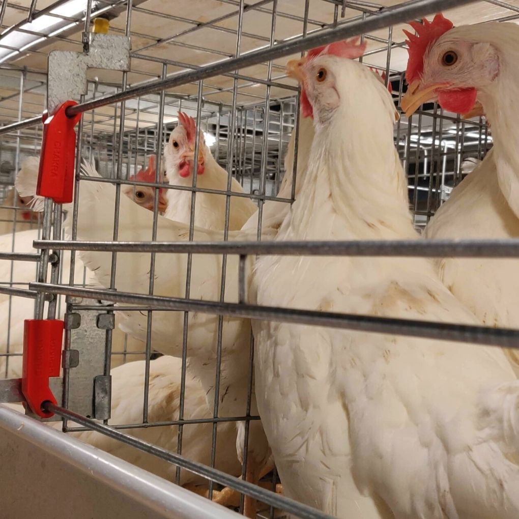 battery cage door made up of gi welded mesh for poultry