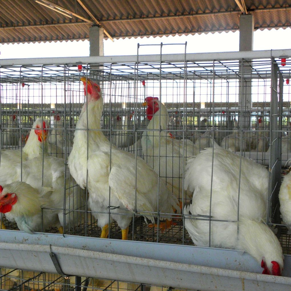 layer poultry farm design