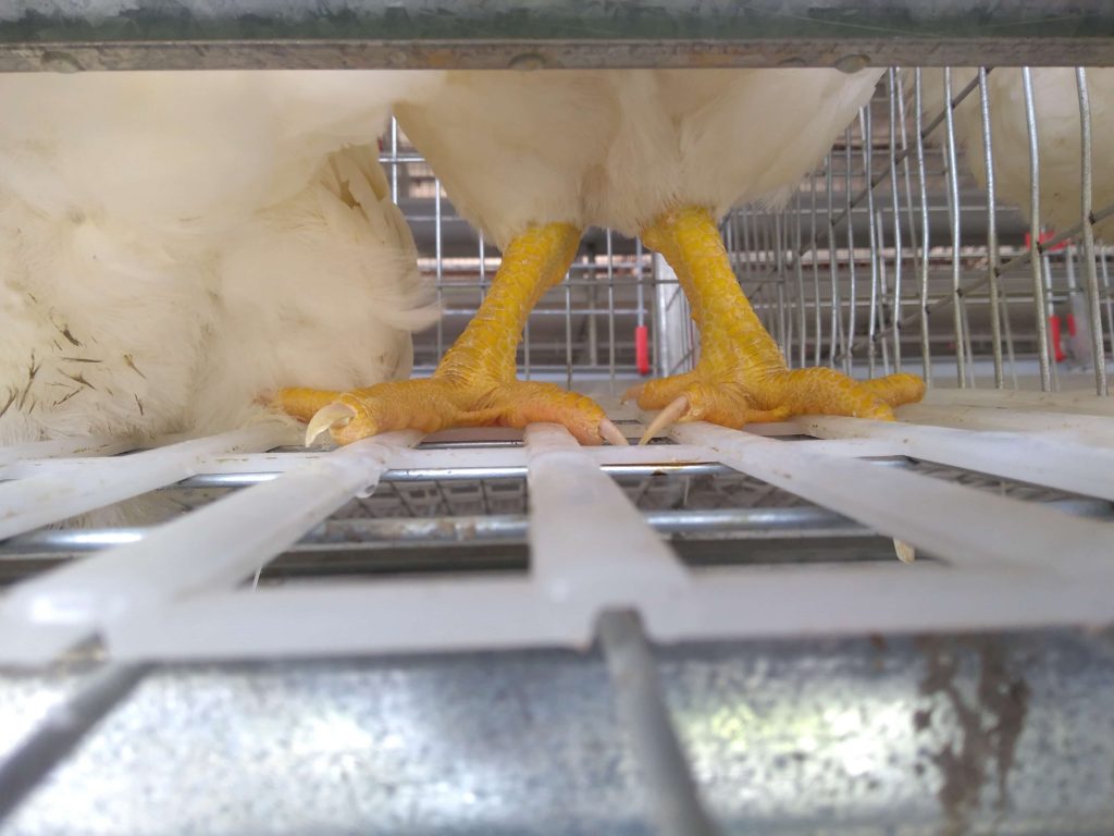 hens standing on a cage mat to protect eggs