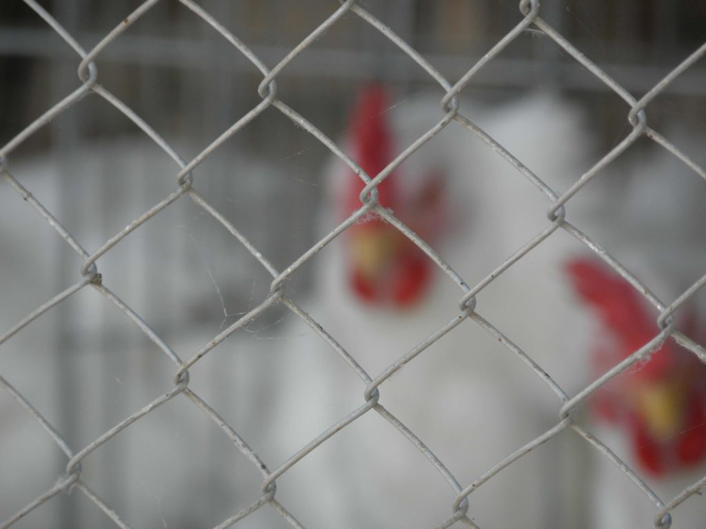 the best chain link for poultry farms in chin chickens are behind the chain link