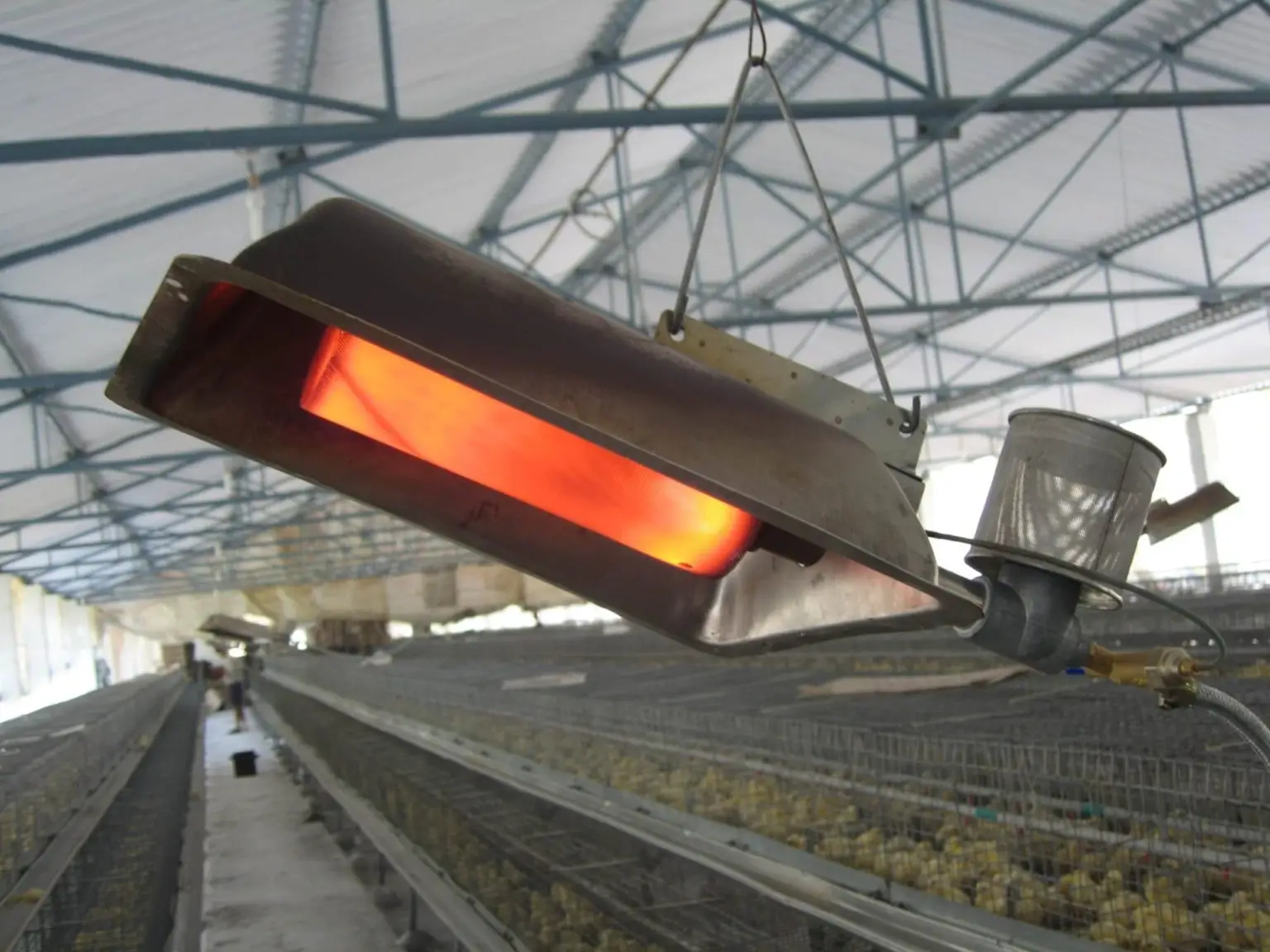 LPG Gas Brooders for Poultry Farm – Poultry Heating Equipments