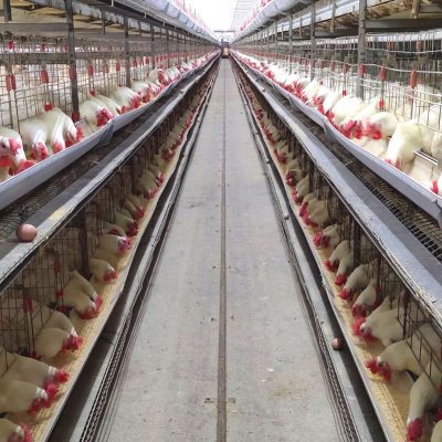 battery cage system in poultry